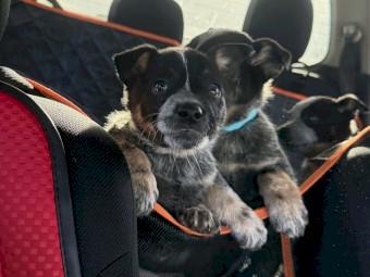 3 X Pure Bred Blue Heeler Pups