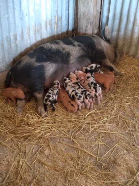 Miniature pigs 