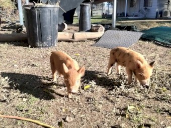 Miniature pigs 