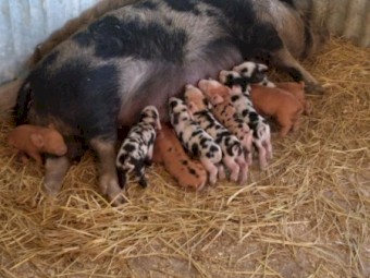 Miniature pigs 