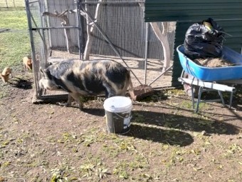 Miniature pigs 