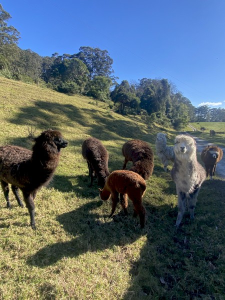 7 x Suri Alpacas