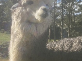 7 x Suri Alpacas