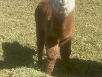 7 x Suri Alpacas