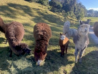 7 x Suri Alpacas