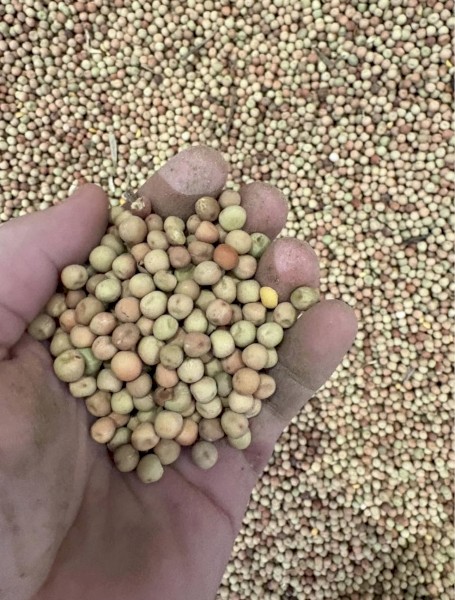 20mt Kaspa Peas