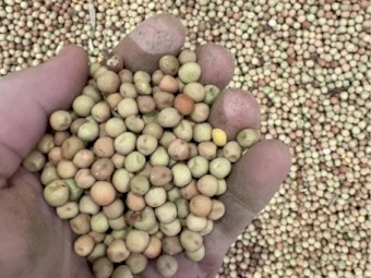20mt Kaspa Peas