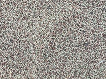 20mt Kaspa Peas