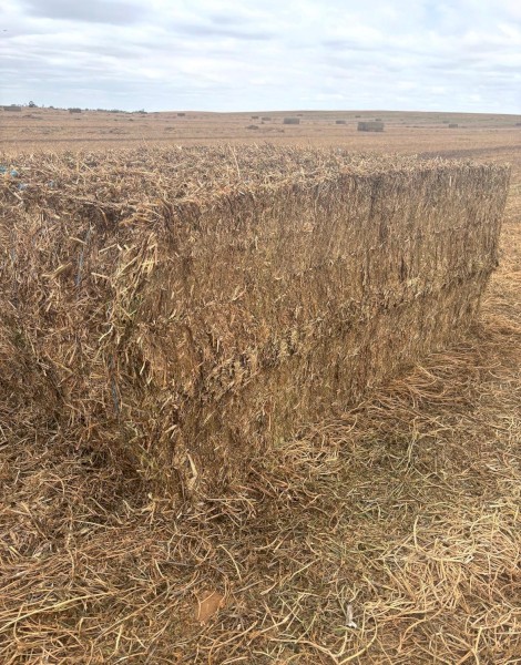 300mt Vetch Hay 8x4x3 Bales