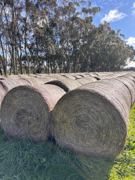 370 x Wheaten Hay Rolls