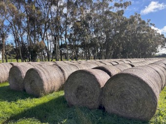 370 x Wheaten Hay Rolls