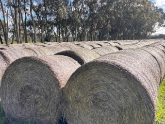 370 x Wheaten Hay Rolls