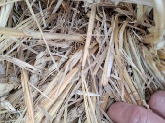370 x Wheaten Hay Rolls
