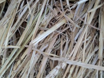 370 x Wheaten Hay Rolls