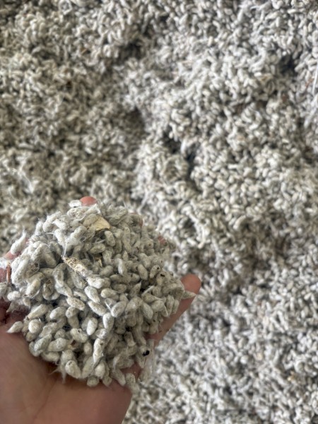 100mt Cotton Seed