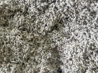 100mt Cotton Seed