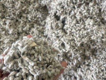 100mt Cotton Seed