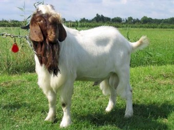WANTED Boer Goat