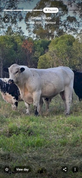 Registered Stud Speckle Park Bull (White)