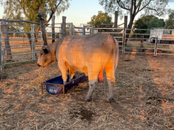 Registered Stud Speckle Park Bull (White)