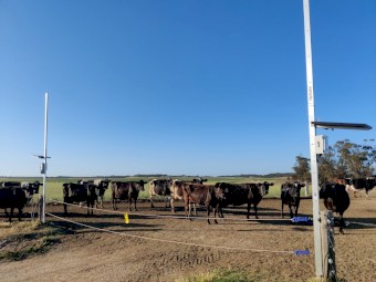 UpGate® - Automatic Gate Opener for dairy and cattle farms