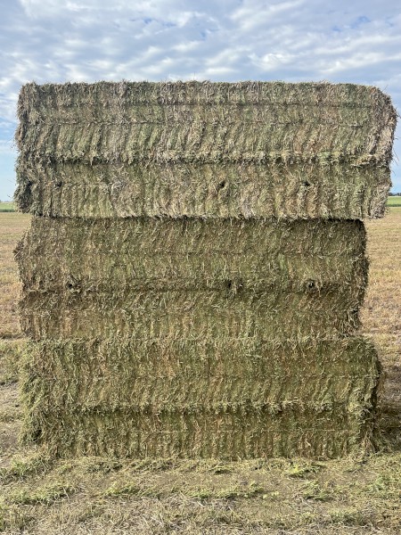 Vetch Hay