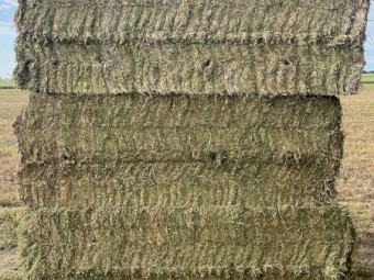 Vetch Hay