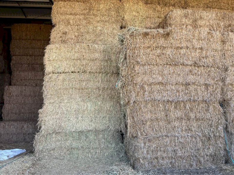 Wheat Cereal Hay