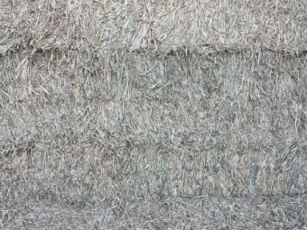 Wheat Cereal Hay