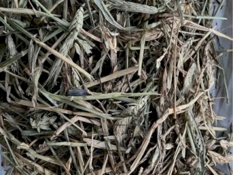 Wheat Cereal Hay