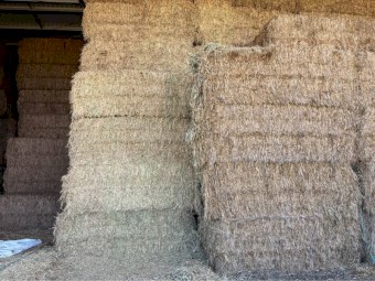 Wheat Cereal Hay