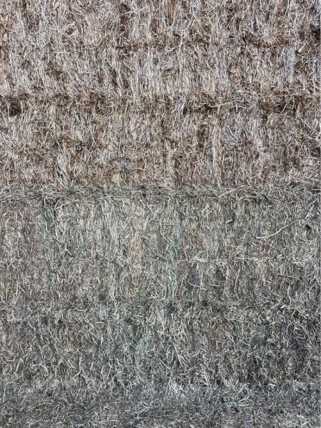 Vetch Hay