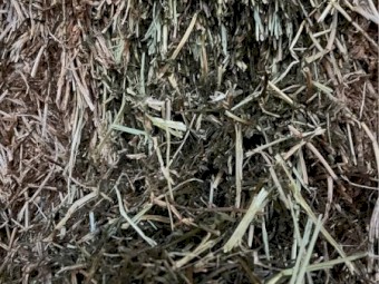 Vetch Hay