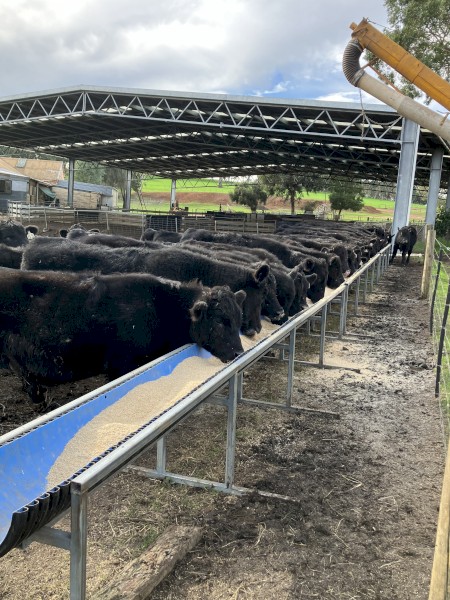 50 August September 2025 steers.