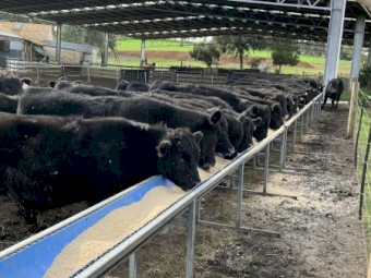 50 August September 2025 steers.