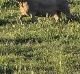100 Charollais rams / Allandale Charollais rams, Auction on farm and Auction plus 27/8/2026