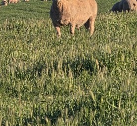 100 Charollais rams / Allandale Charollais rams, Auction on farm and Auction plus 27/8/2026