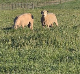 100 Charollais rams / Allandale Charollais rams, Auction on farm and Auction plus 27/8/2026