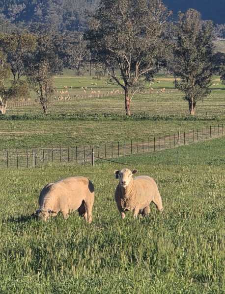 100 Charollais rams / Allandale Charollais rams, Auction on farm and Auction plus 27/8/2026