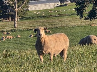 30 x Allandale Charollais Rams 12 to 15 month s old
