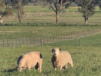 100 Charollais rams / Allandale Charollais rams, Auction on farm and Auction plus 27/8/2026