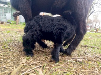 Nigerian Dwarf Bucklings x 2