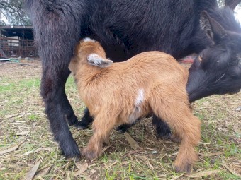 Nigerian Dwarf Bucklings x 2
