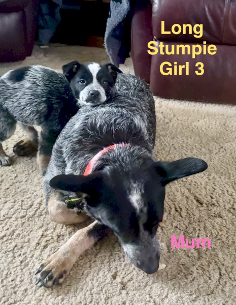 Pure Bred Blue Heeler Pups (1 left available)