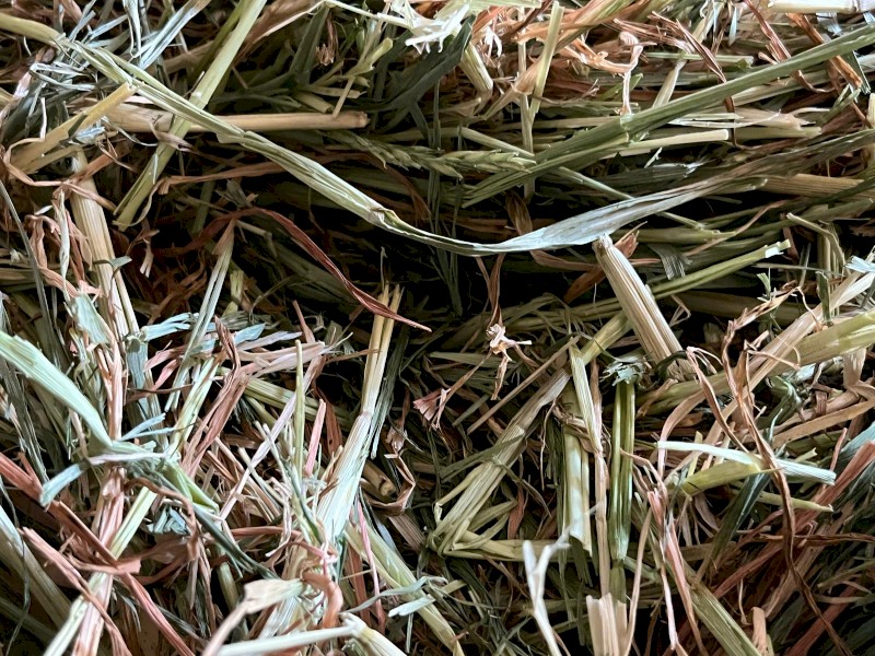 Beardless Barley Rounds 4x4 New Season