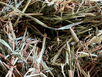 Beardless Barley Rounds 4x4 New Season