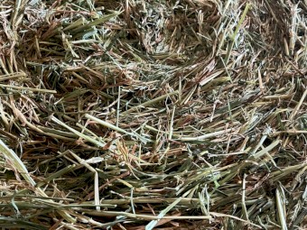 Beardless Barley Rounds 4x4 New Season