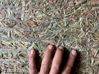 Beardless Barley Rounds 4x4 New Season