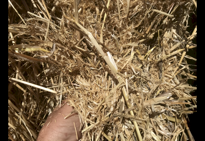 Barley straw