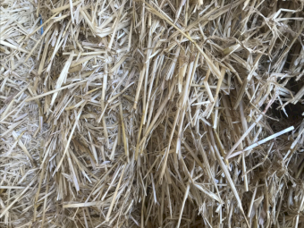 Barley straw